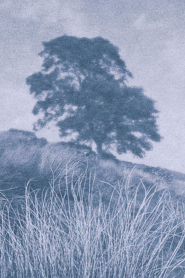 Blue Sycamore Photograph by David Taylor - Fine Art America