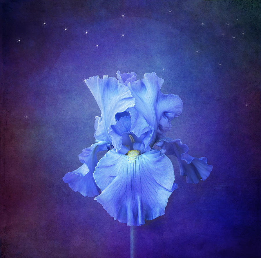 Blue Symphony Photograph by Marina Kojukhova  Fine Art America