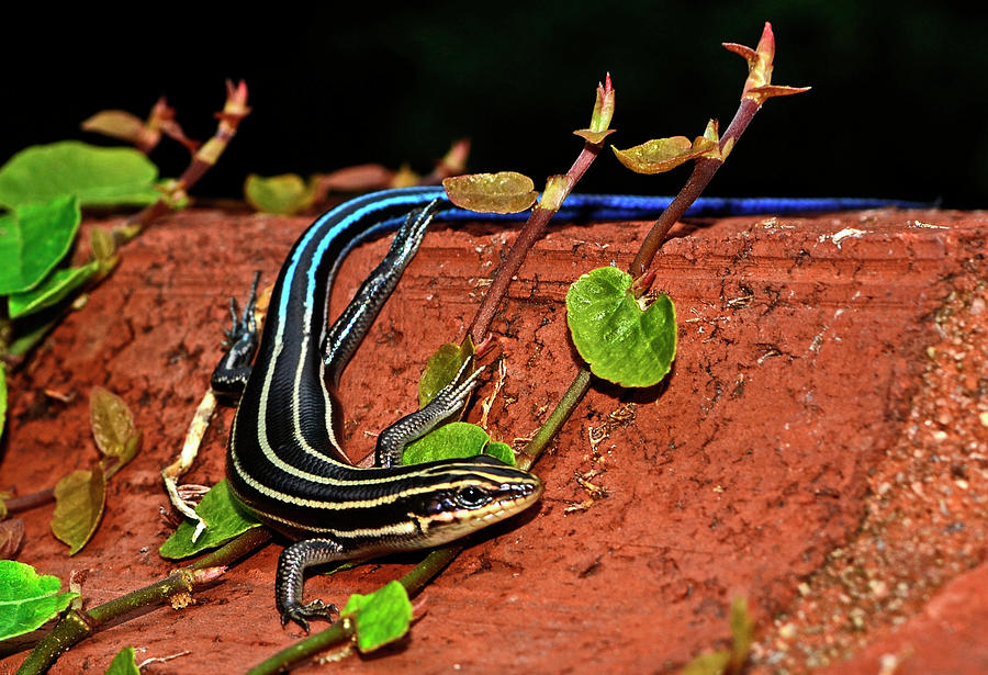 Blue-Tail Skink 010 Photograph by George Bostian