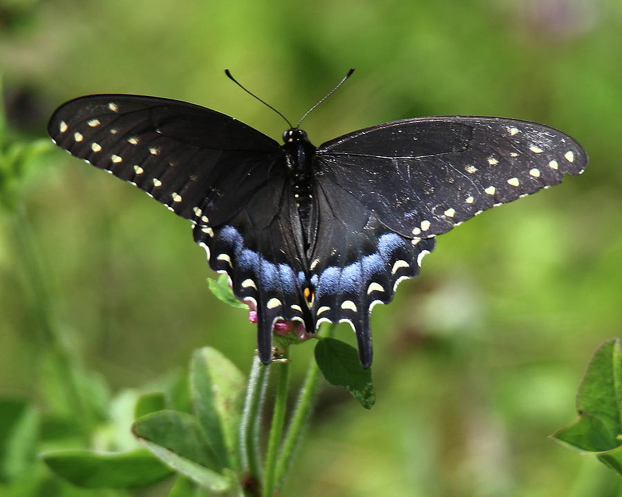 Blue Tailed Black Butterfly Photograph By Arvin Miner