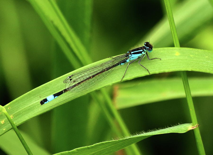 Blue Tailed Damselfly Photograph by Jeff Townsend