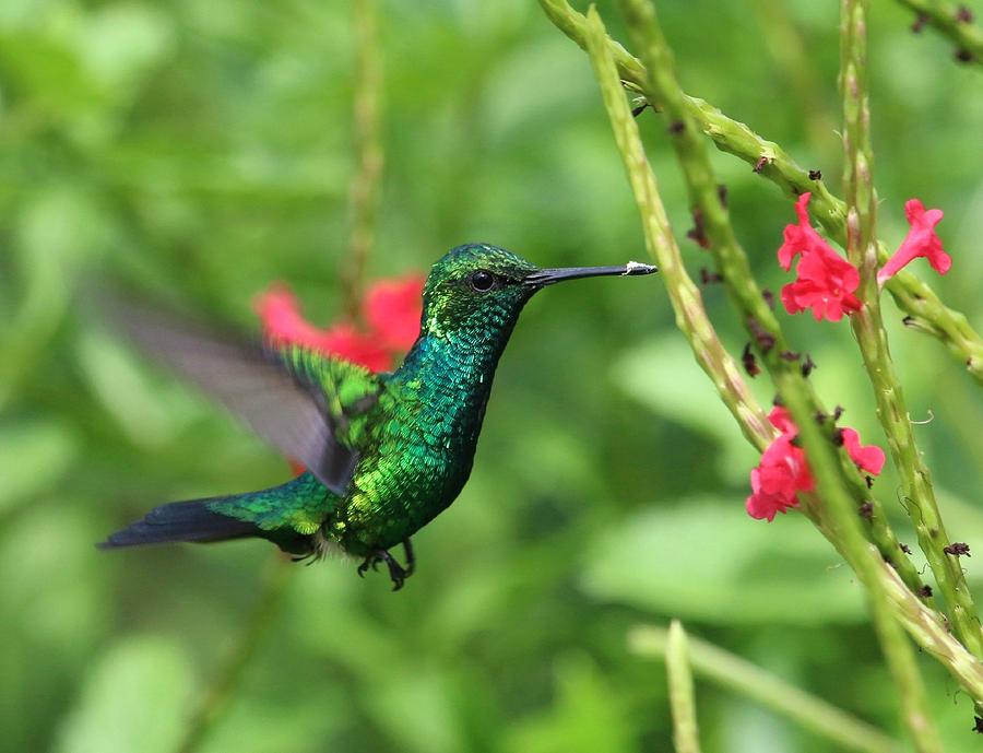 Blue tailed Emerald Hummingbird Photograph by Ron Walker