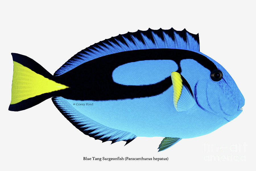 Blue Tang Fish Digital Art by Corey Ford
