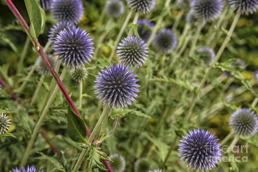 Blue thistle Photograph by Patricia Hofmeester
