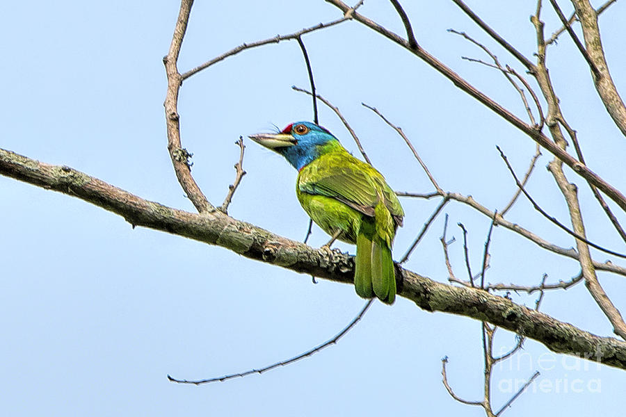 Blue Throated Barbet Photograph by Pravine Chester