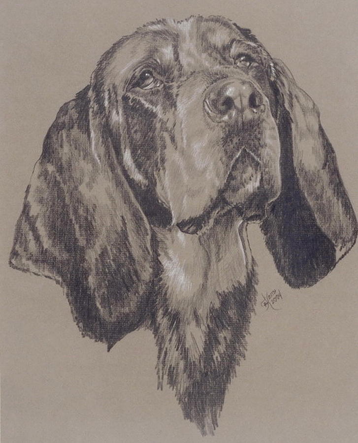 Blue Tick Coonhound Drawing by Barbara Keith