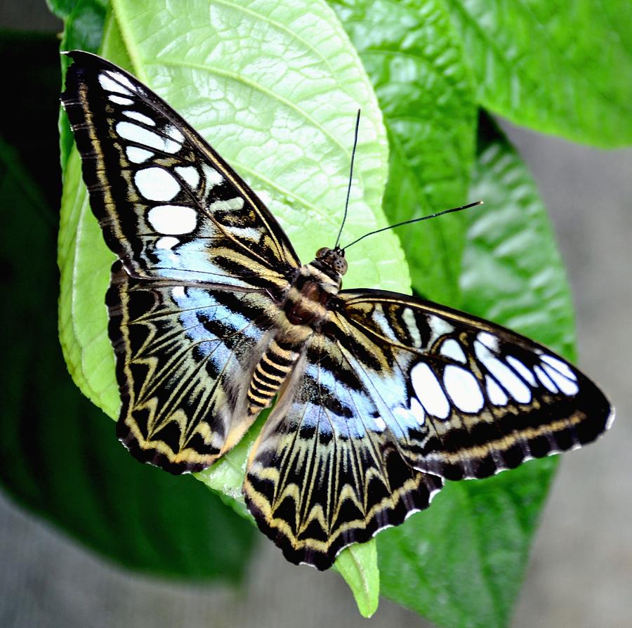 Blue Tiger Butterfly Photograph by Amy McDaniel
