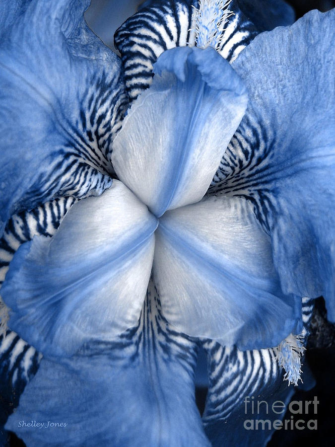 Blue Tiger Iris Photograph by Shelley Jones