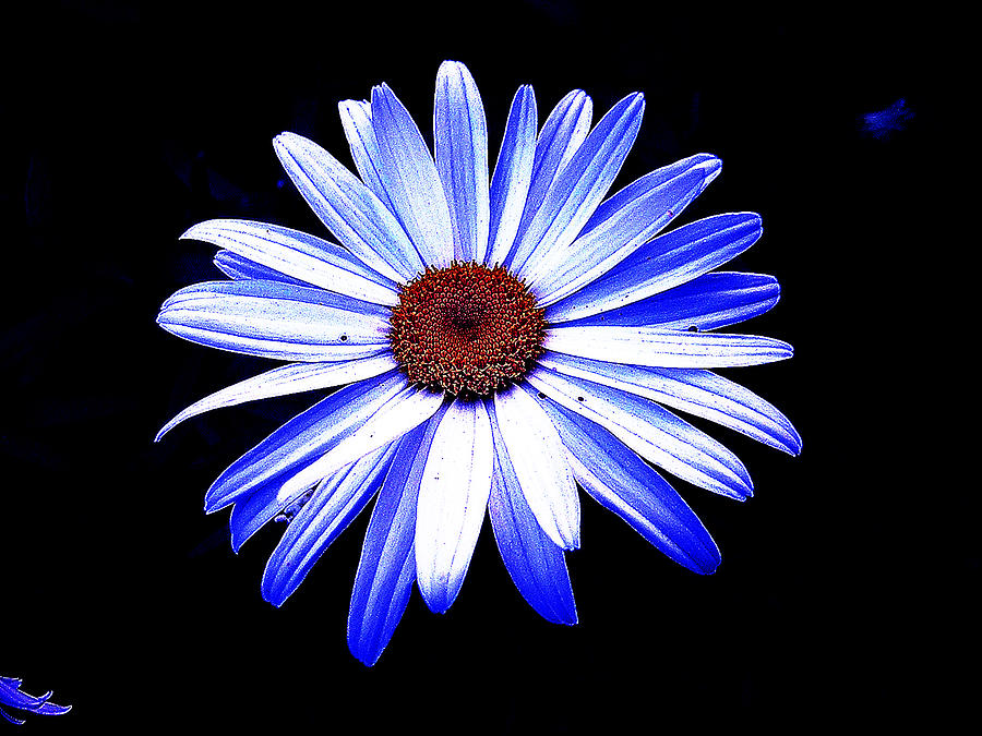 Blue Tinted Daisey Photograph by George Jones