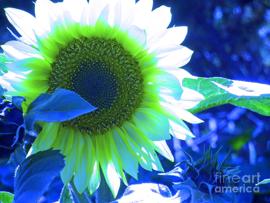Blue Tinted Sunflower Photograph by Sonya Chalmers