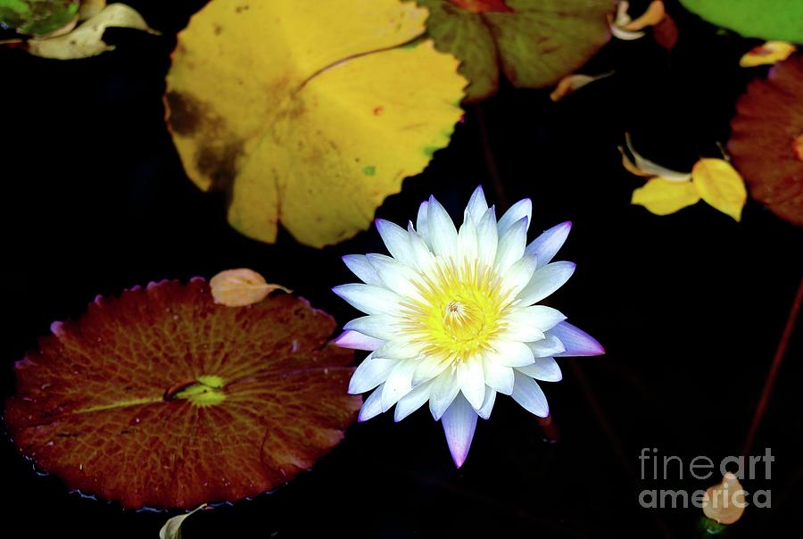 Water Lily Photograph - Blue tipped Water Lily by Gregory E Dean