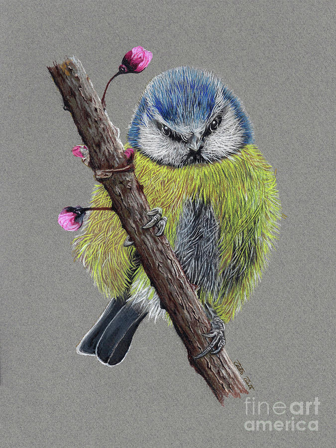 Finch Painting - Blue Tit Finch by Peter Piatt