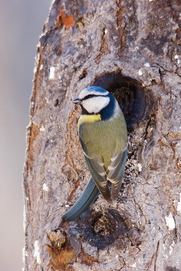 Nature Photograph - Blue Tit leaving nest by Cliff Norton