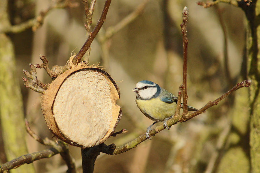 Blue Tit Lunch Photograph by Adrian Wale