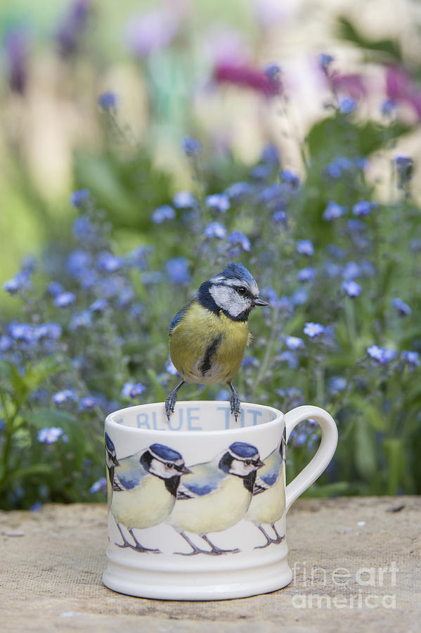 Bird Photograph - Blue Tit Mug by Tim Gainey