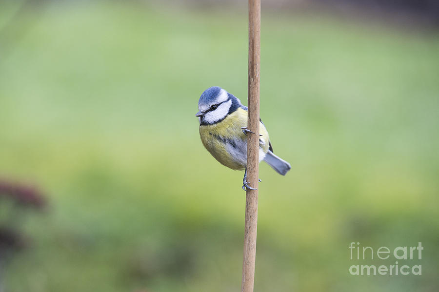 Blue Tit on a Garden Cane Photograph by Tim Gainey