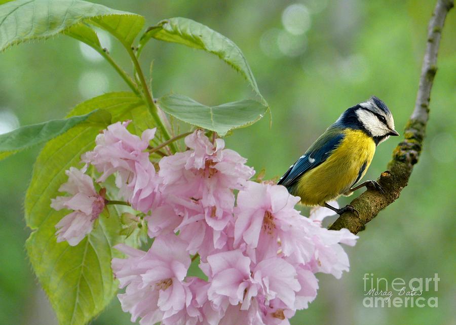Blue Tit On Cherry Blossom Pyrography By Morag Bates Pixels