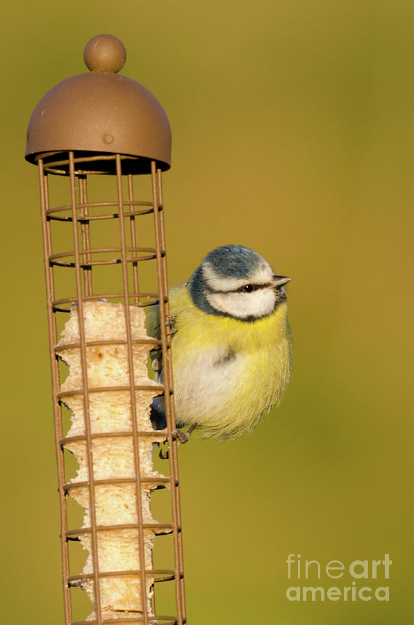 Blue tit on feeder Photograph by Steev Stamford