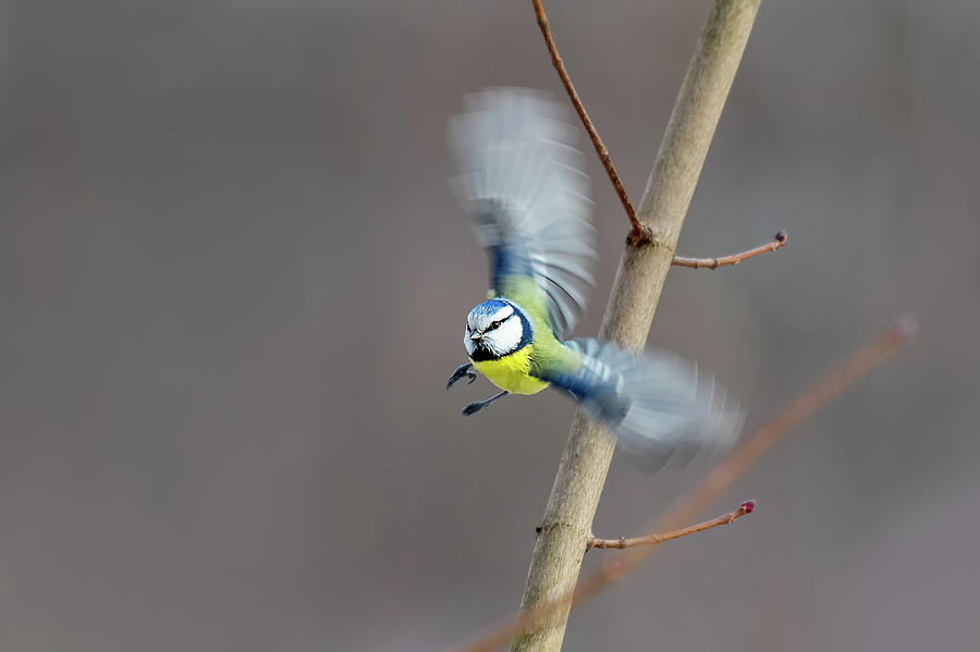 Blue Tit in Flight by Boyce Fitzgerald Blue Tit in Flight by Boyce Fitzgerald