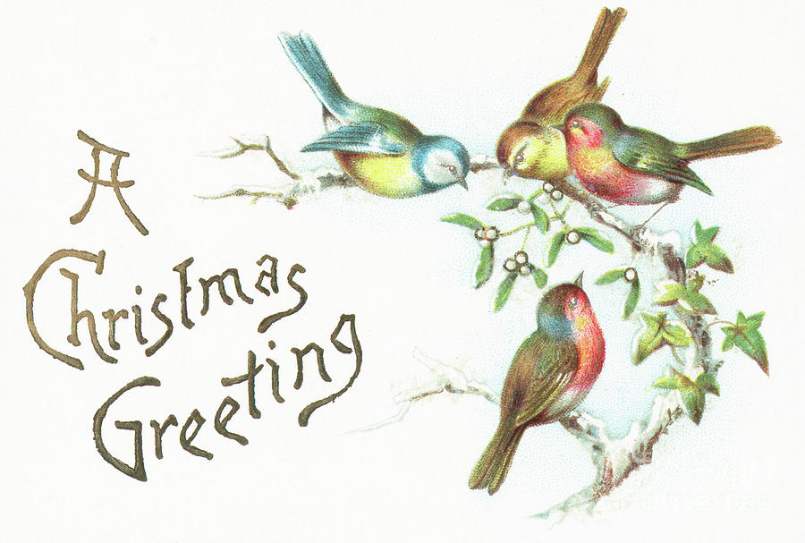 Christmas Painting - Blue Tits and Robins, Vintage Christmas Card  by English School