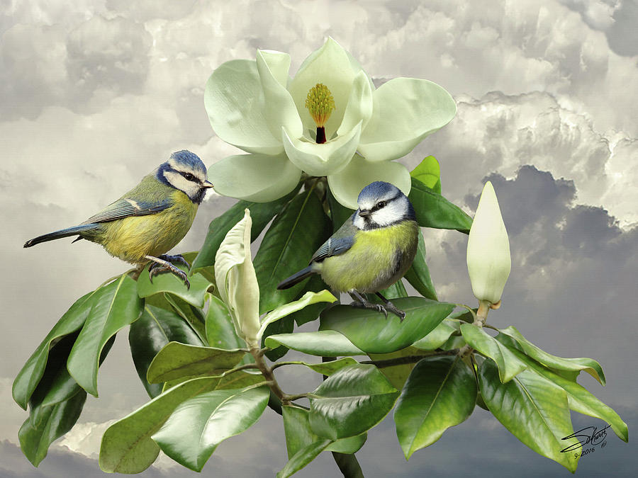 Blue Tits in Magnolia Tree Painting by M Spadecaller
