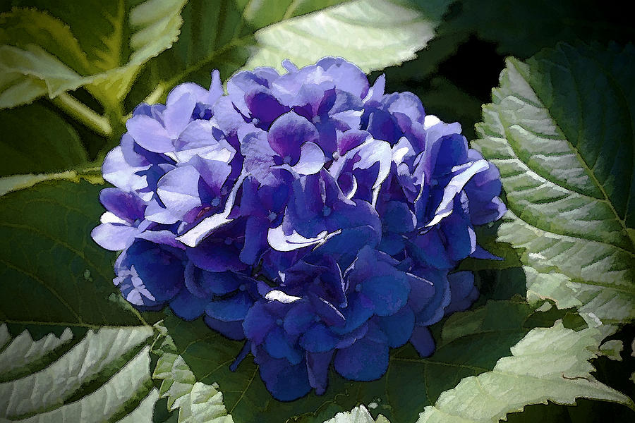 Blue to Purple Hydrangea Bloom Photograph by Kathy Clark