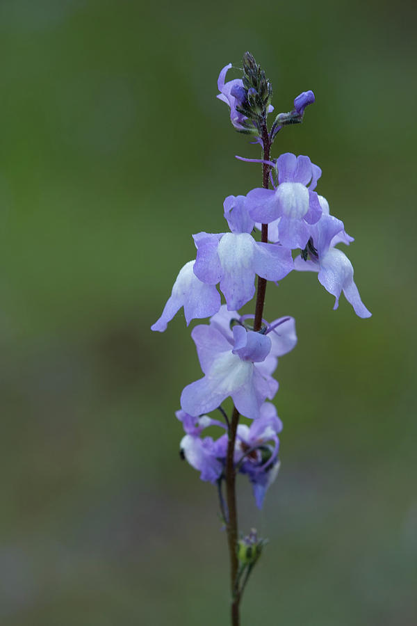 Blue Toadflax Photograph
