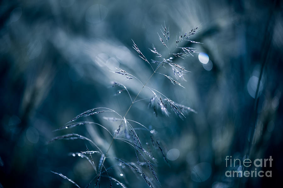 Blue tone grass soft macro Photograph by Arletta Cwalina