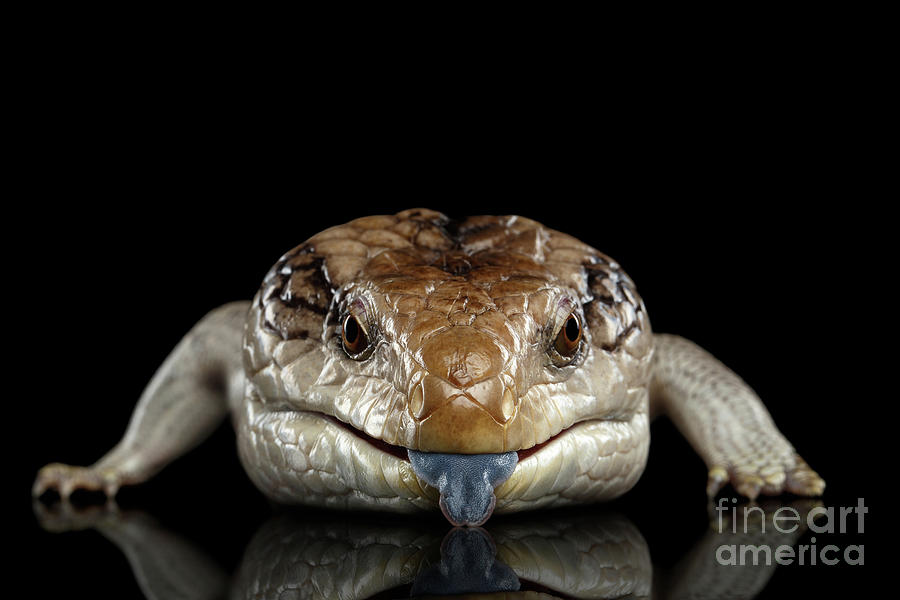 Lizard Photograph - Blue-tongued Skink by Sergey Taran