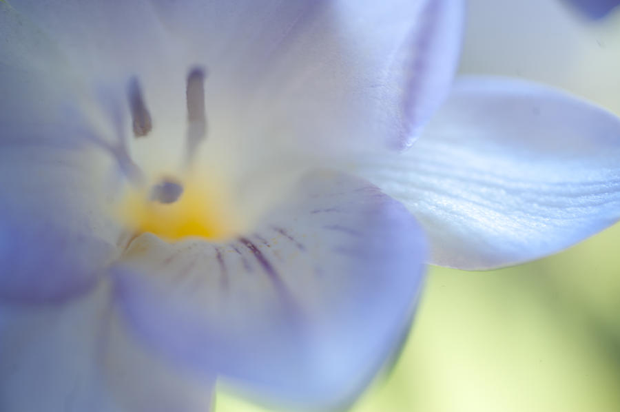 Blue Touch of Softness Photograph by Jenny Rainbow