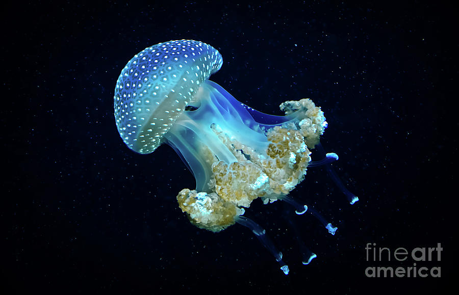 Blue transparent jellyfish floats through water Photograph by Andreas Berthold