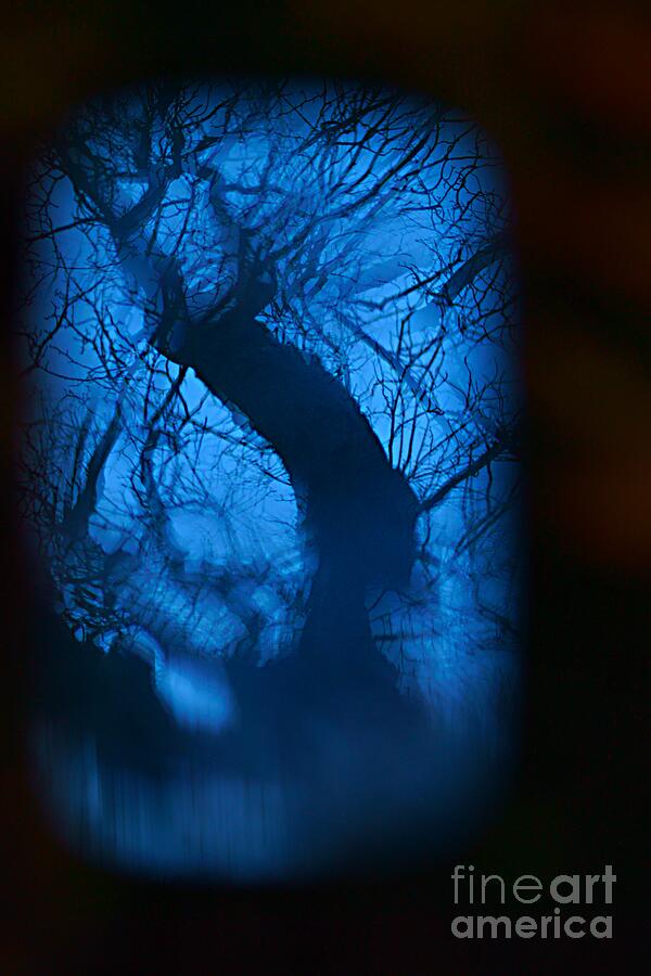 Tree Blues. Photograph