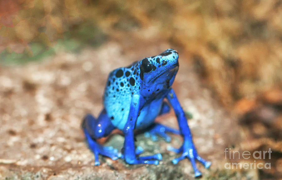 Blue tree frog Photograph by Ruth Jolly