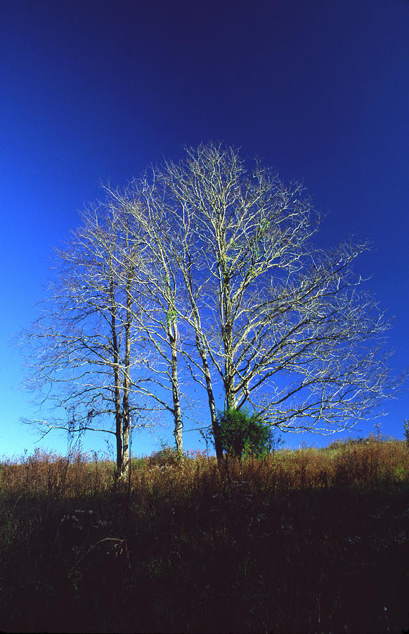 Blue Tree in Tennessee Photograph by Randy Oberg