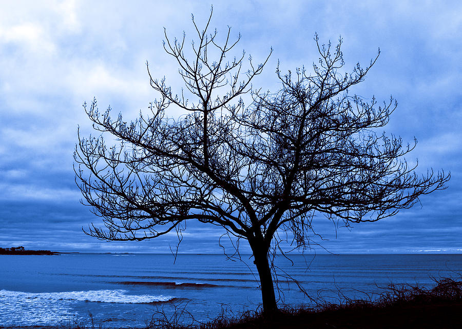 Blue Tree Photograph by Steven Natanson