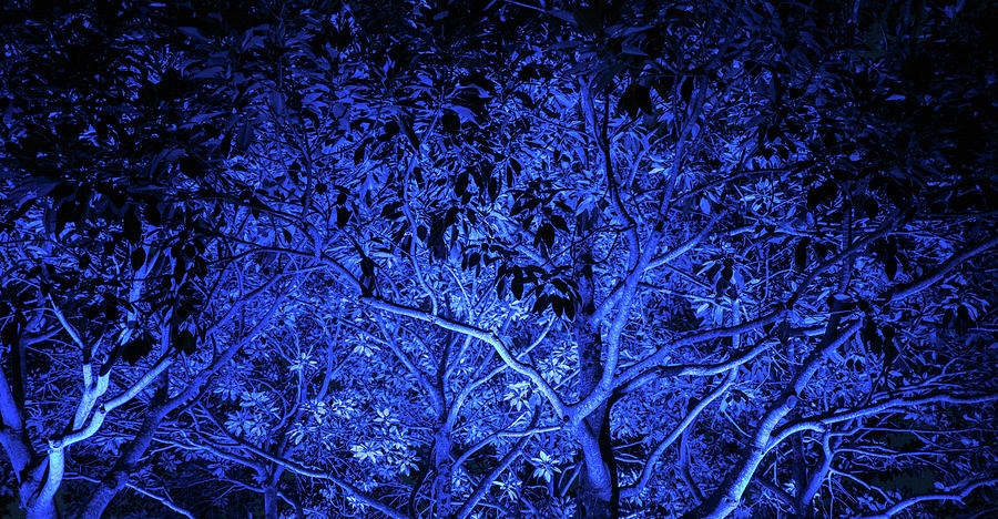Blue trees Photograph by Jocelyn Kahawai