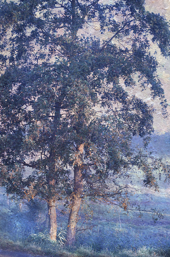 Tree Photograph - Blue Trees. Monet Style by Jenny Rainbow