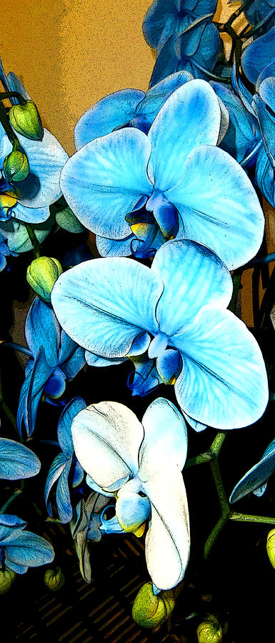 Lily Photograph - Blue Trinity by Mindy Newman