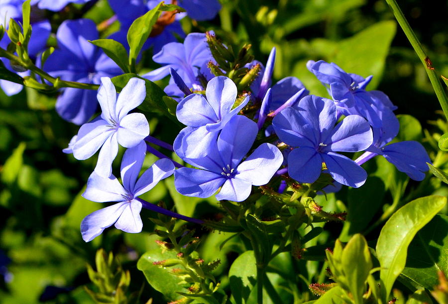 Blue Tropical Flower Photograph by Dean Ferreira