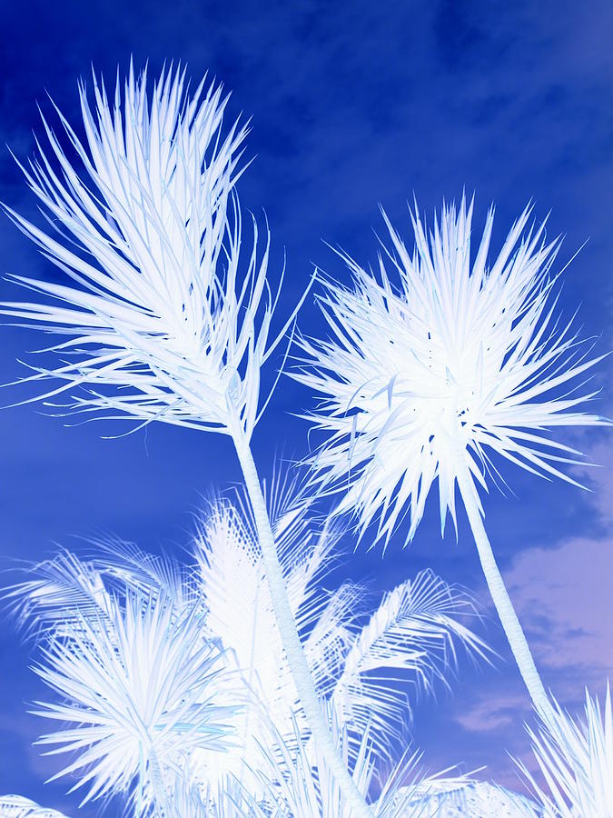 Blue Tropics Photograph by Florene Welebny
