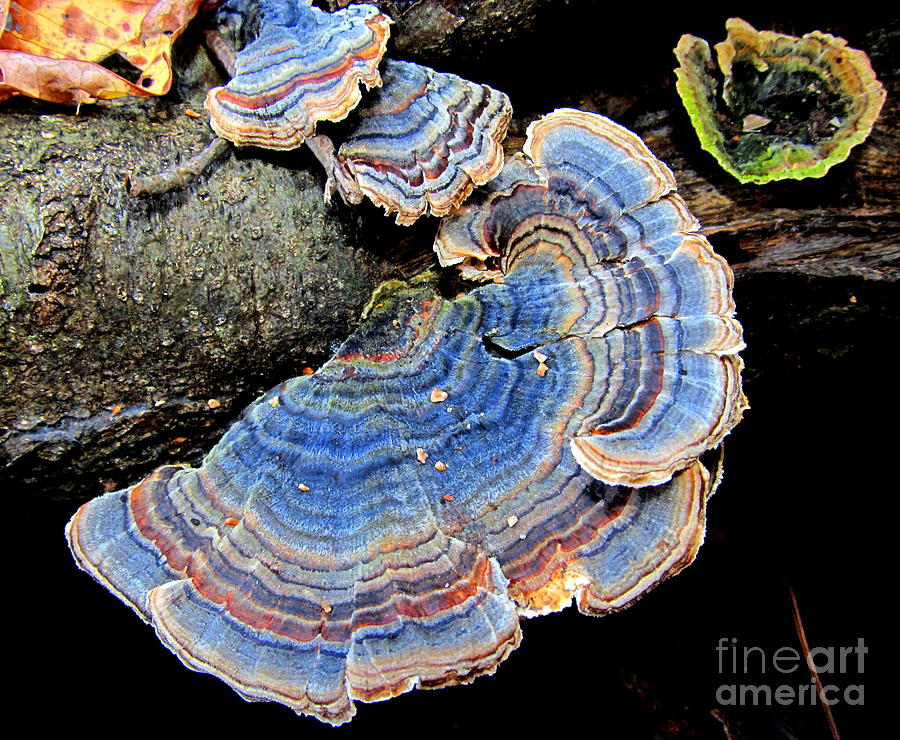 Blue Turkeytail Fungi Photograph by Joshua Bales