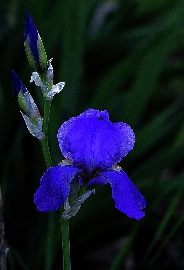 Blue Twilight Iris Photograph by Karen McKenzie McAdoo