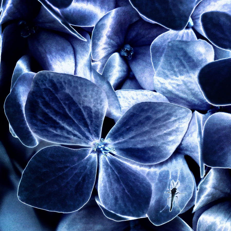 Blue Velvet Photograph by Darlene Kwiatkowski