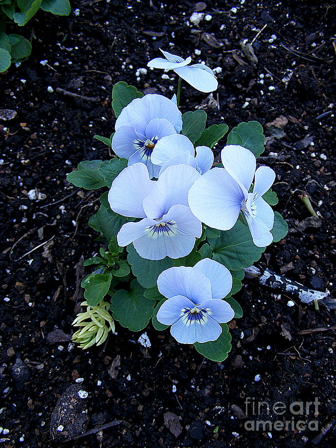 Blue Violas Photograph by Nancy Kane Chapman