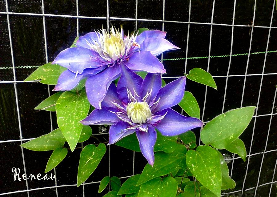 Blue Violet Clematis Photograph by A L Sadie Reneau