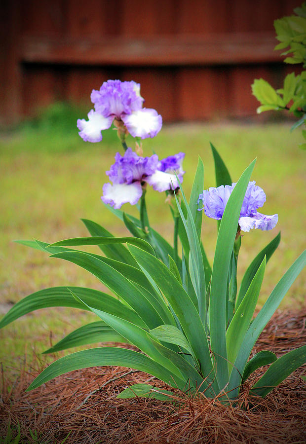 Blue Violet Irises  Photograph by Cynthia Guinn