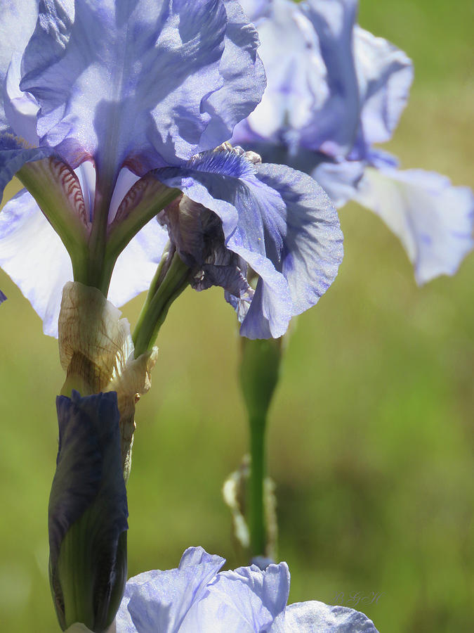 Blue Violet Irises - Flowers From the Garden - Iris Art Photograph by Brooks Garten Hauschild
