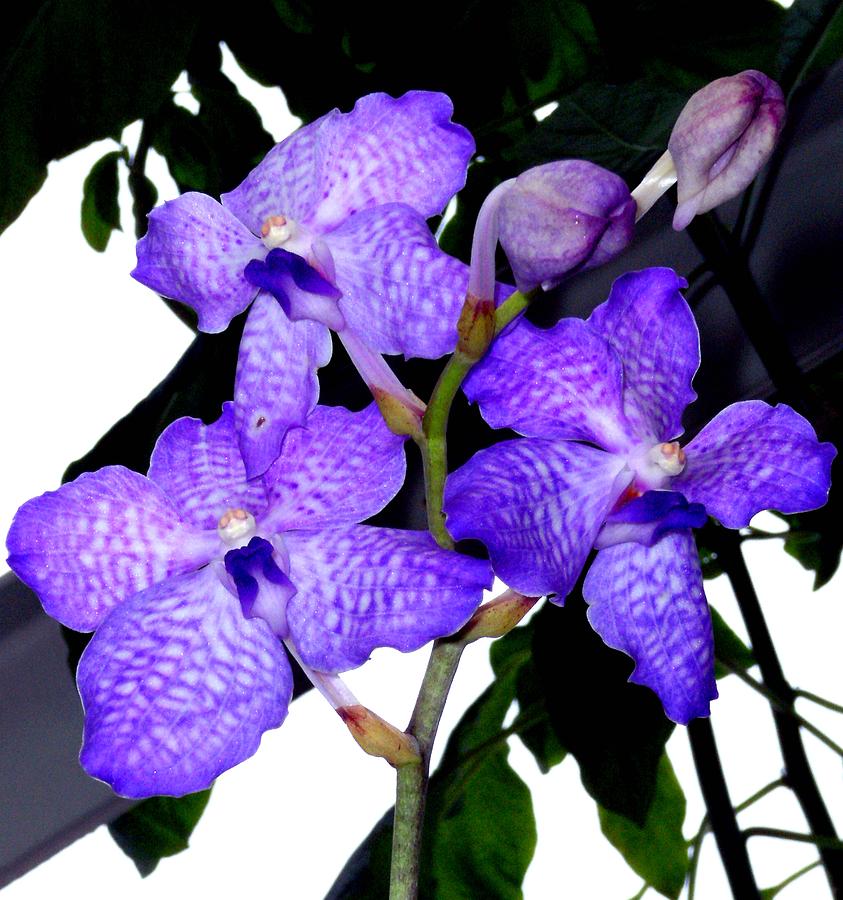 Blue Violet Orchids Photograph by Mindy Newman
