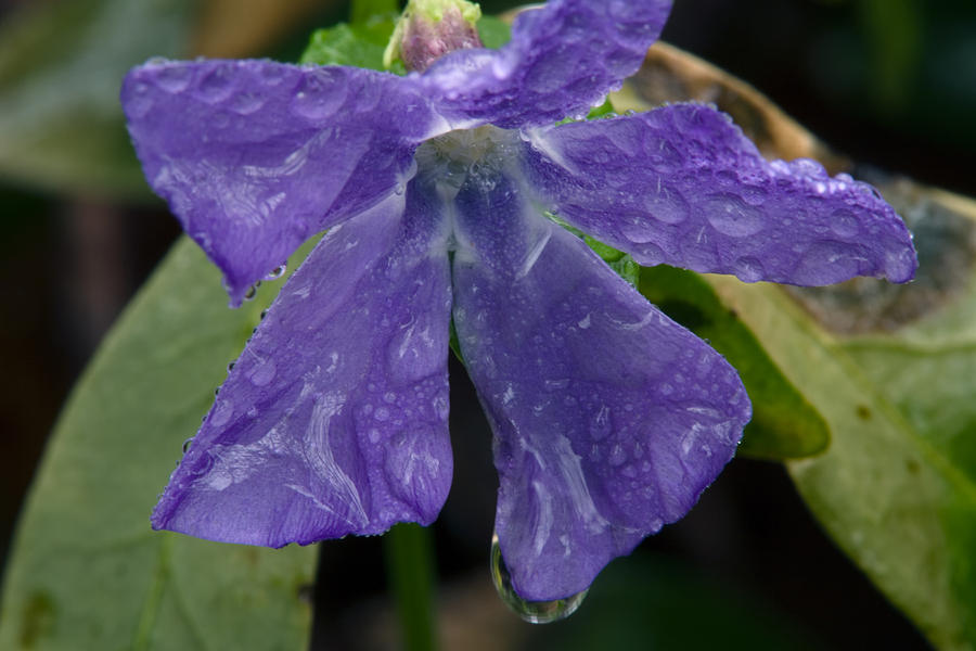 Blue Violet Raindrops Photograph by Irwin Barrett