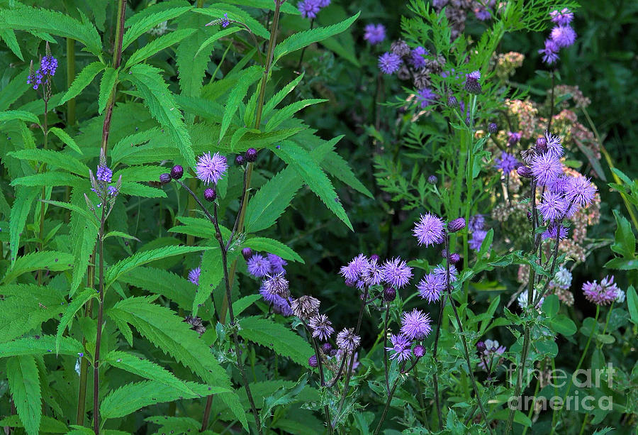 Blue - Violet Wildflowers - Vervains and thistles Photograph by Les Palenik